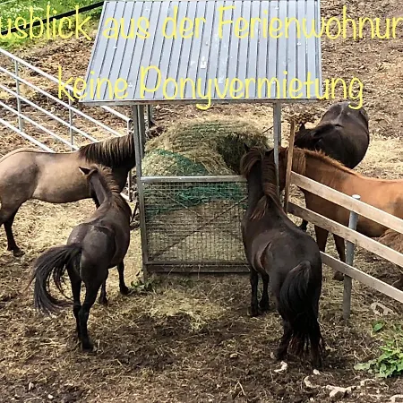 Hof Vierzehnender Im Hohen Venn - 70qm Maisonette - 2 Schlafzimmer - Wohnkueche - Balkon Mit Grill - - Eifel - Hunde Willkommen - Islandpferde דירה