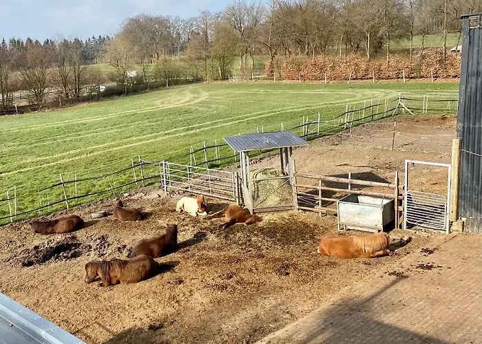 Appartamento Hof Vierzehnender Im Hohen Venn - 70qm Maisonette - 2 Schlafzimmer - Wohnkueche - Balkon Mit Grill - - Eifel - Hunde Willkommen - Islandpferde *