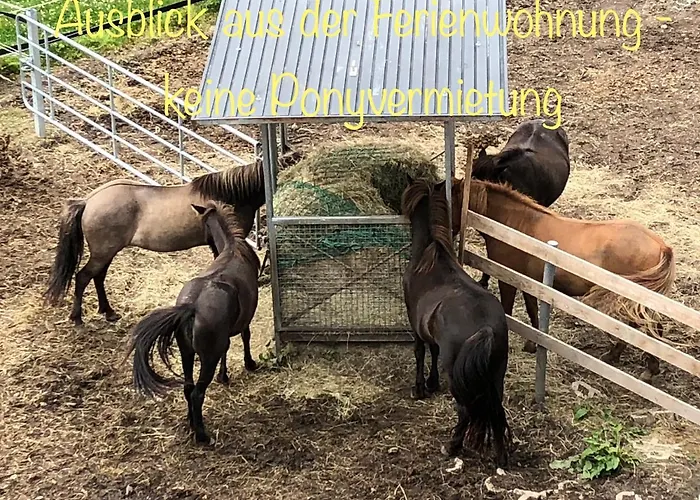 Hof Vierzehnender Im Hohen Venn - 70qm Maisonette - 2 Schlafzimmer - Wohnkueche - Balkon Mit Grill - - Eifel - Hunde Willkommen - Islandpferde Appartamento